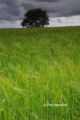 Wheat field on a stormy day, near Cardiff