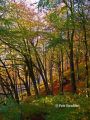 Autumn colours II, Tongwynlais, Cardiff