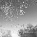 Le Jarry Reflection Pond #4