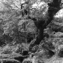 Wistman's Wood Series #1