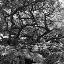 Wistman's Wood Series #2