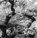 Wistman's Wood Series #3