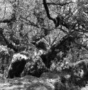 Wistman's Wood Series #4