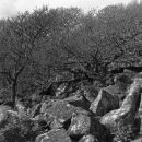 Wistman's Wood Series #5