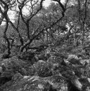 Wistman's Wood Series #6