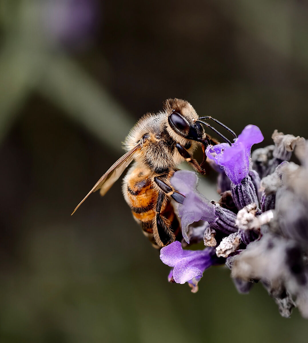 1st - Bee On Lavender - David Hopkinson