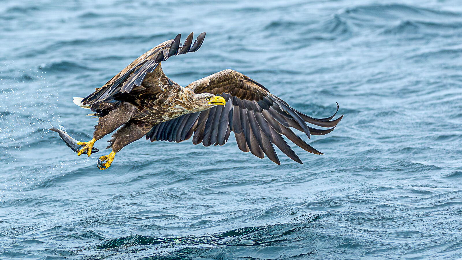 1st - Sea Eagle - Haydn Bartlett