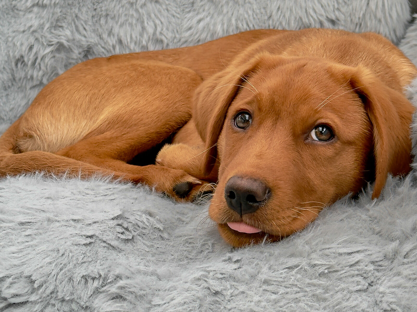 Commended - Amber The Fox Red Labrador Puppy - Haydn Bartlett