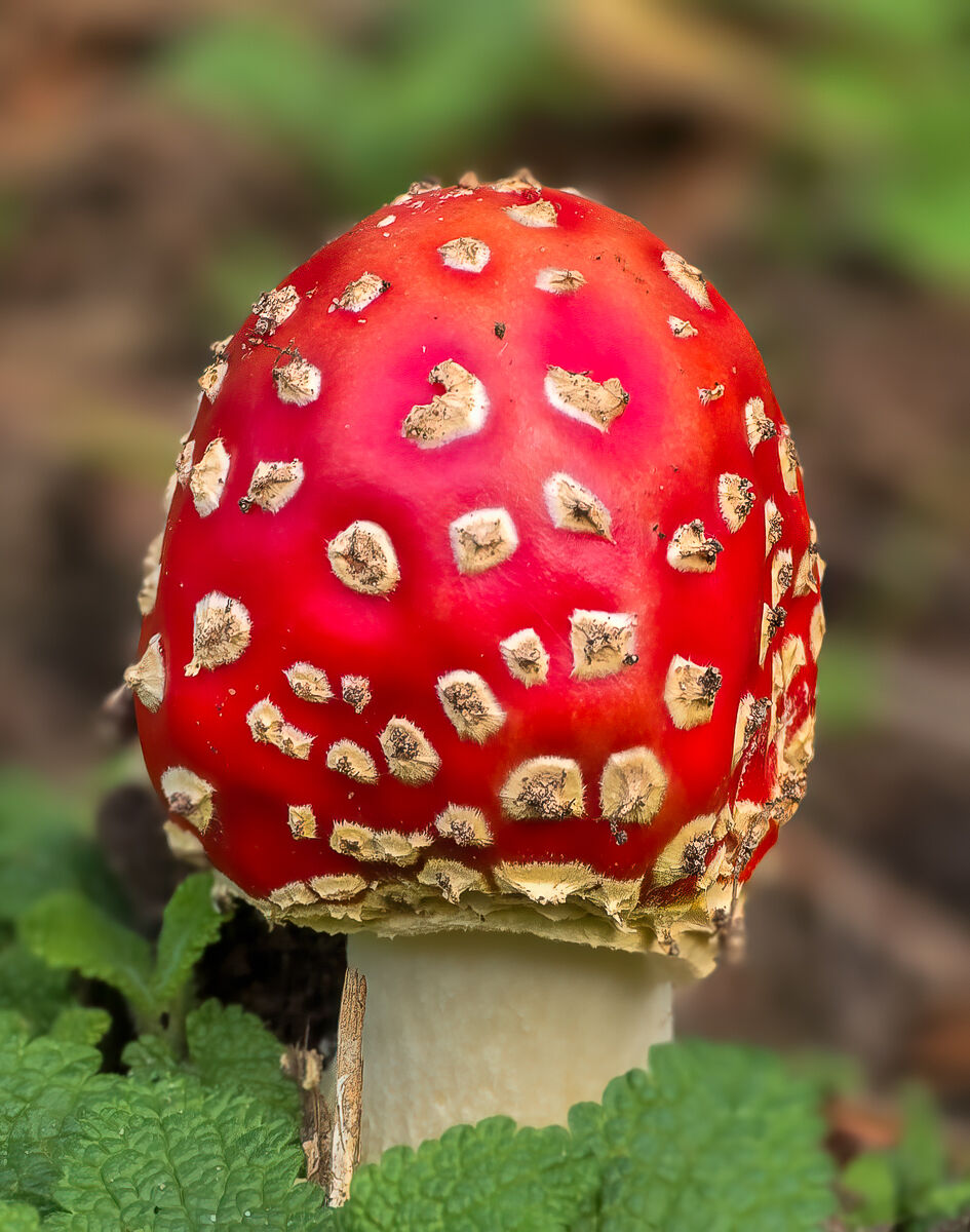 Commended - Fly Agaric - Elaine Hey