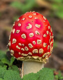 Commended - Fly Agaric - Elaine Hey