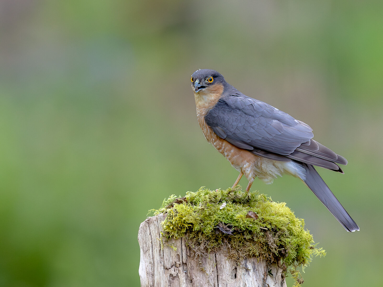 Highly Commended - Eurasian Sparrowhawk - Haydn Bartlett
