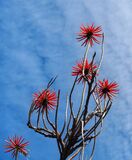 Score 16 - Growing Tall - ElaineCaffrey