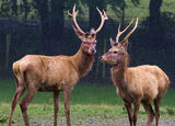 Score 16 - Stags In The Rain - Elaine Caffrey