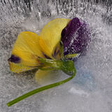 17 Points - Frozen Viola - Peter Coulson