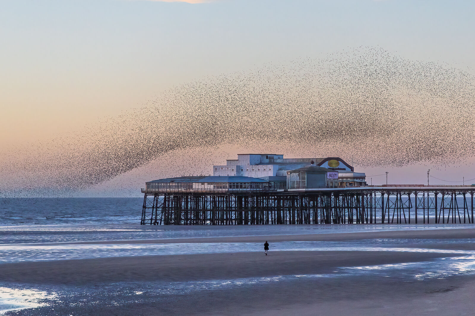Score 17 - Starlings Over Blackpool North Pier - Elaine Hey