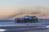 Score 17 - Starlings Over Blackpool North Pier - Elaine Hey
