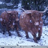 17 Points - Highland Cattle In The Snow - Chris Pateman