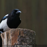17 Points - Magpie - Bryan Backhouse