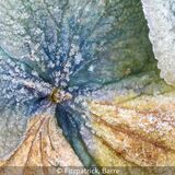 18 Points - Frosted Hydrangea - Barre Fitzpatrick