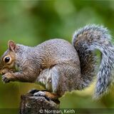 18 Points - Grey Squirel - Keith Norman