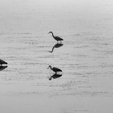 Score 18 - "Herons Feeding" - Ken Peel