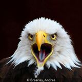 18 Points - Keeper, I'm Here - Andrea Brearley