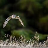 18 Points - Long Eared Owl On The Hunt - Haydn Bartlett