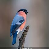 18 Points - Male Bullfinch - Ray Spencer