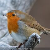18 Points - Seasonal Robin - Ray Spencer