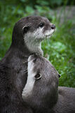 18 Points - Otter Love - Ellen Neville