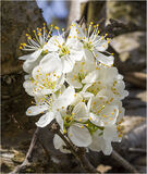 18 Points - Plumb Blossom - Peter Coulson