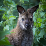 18 Points - Wallaby - Ellen Neville