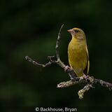 19 Points HC - Greenfinch - Bryan Backhouse