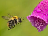 19 Points - Bee Approaching Flower - Phil Watson