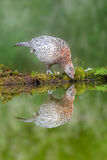 19 Points - Female Pheasant Drinking At The Pond - Haydn Bartlett