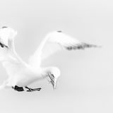 Score 20 (Highly Commended) - "Bempton Gannet" - Matthew Brooks
