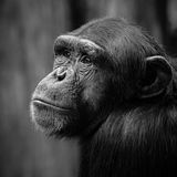 Score 20 (Highly Commended) - "Portrait Of An Ape In Mono" - Haydn Bartlett