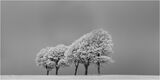 20 Points - Five Trees - Bryan Backhouse