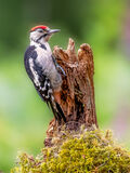 20 Points - Great Spotted Woodpecker - Haydn Bartlett