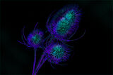 16 Points - Luminescent - Bryan Backhouse
