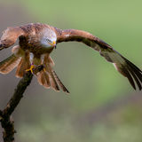 Score 20 ( Highly Commended ) - "Red Kite Prepares For Takeoff" - Haydn Bartlett