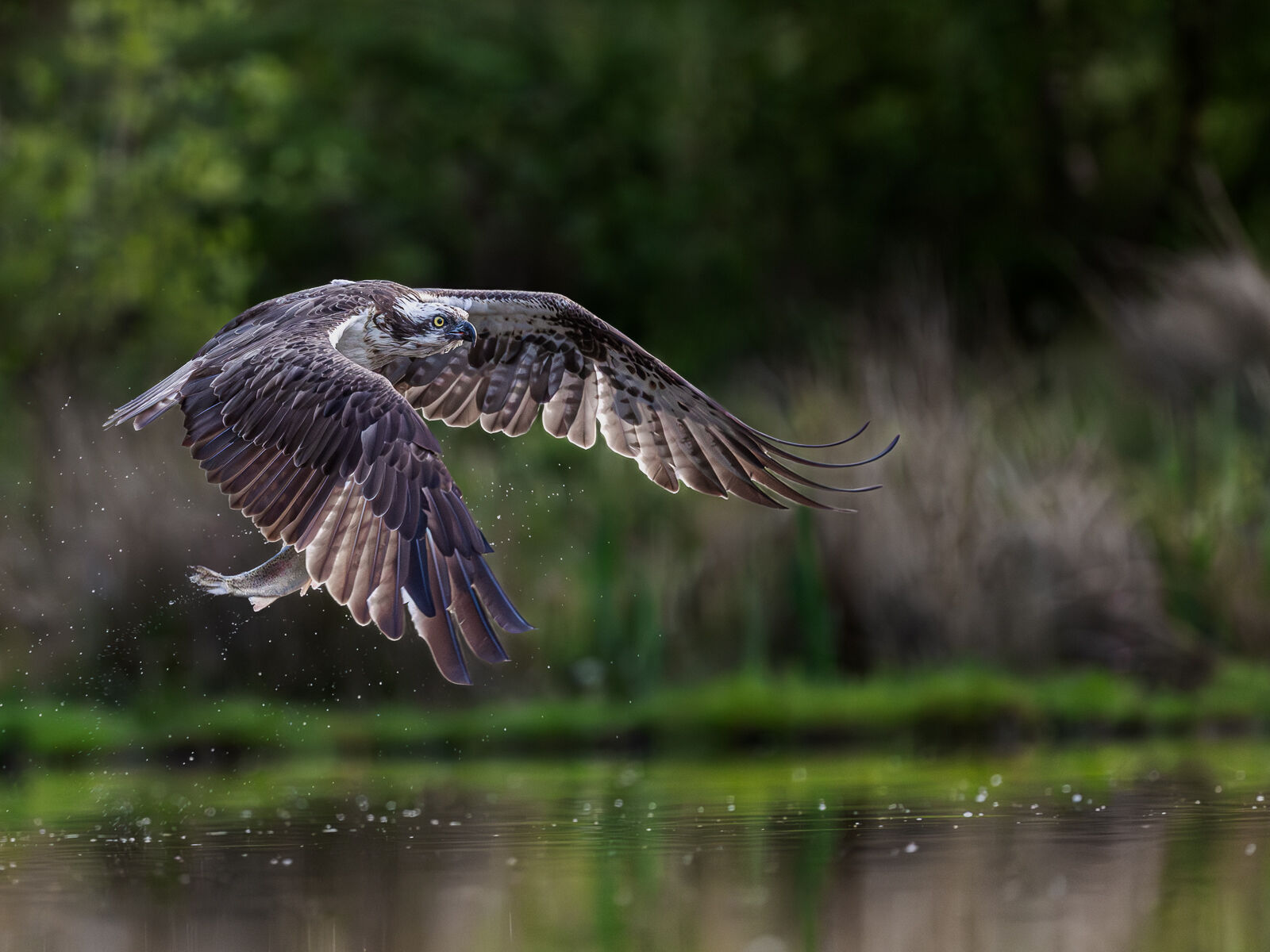 1st - Osprey - Haydn Bartlett