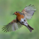 Score 20 - "In Flight Robin" - Phil Watson
