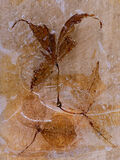 16 Points - Garden Fragments - Bryan Backhouse