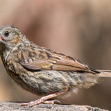 Dunnock