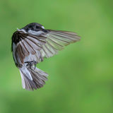 Score 19 ( Highly Commended ) - "In Flight Pied Flycatcher" - Phil Watson