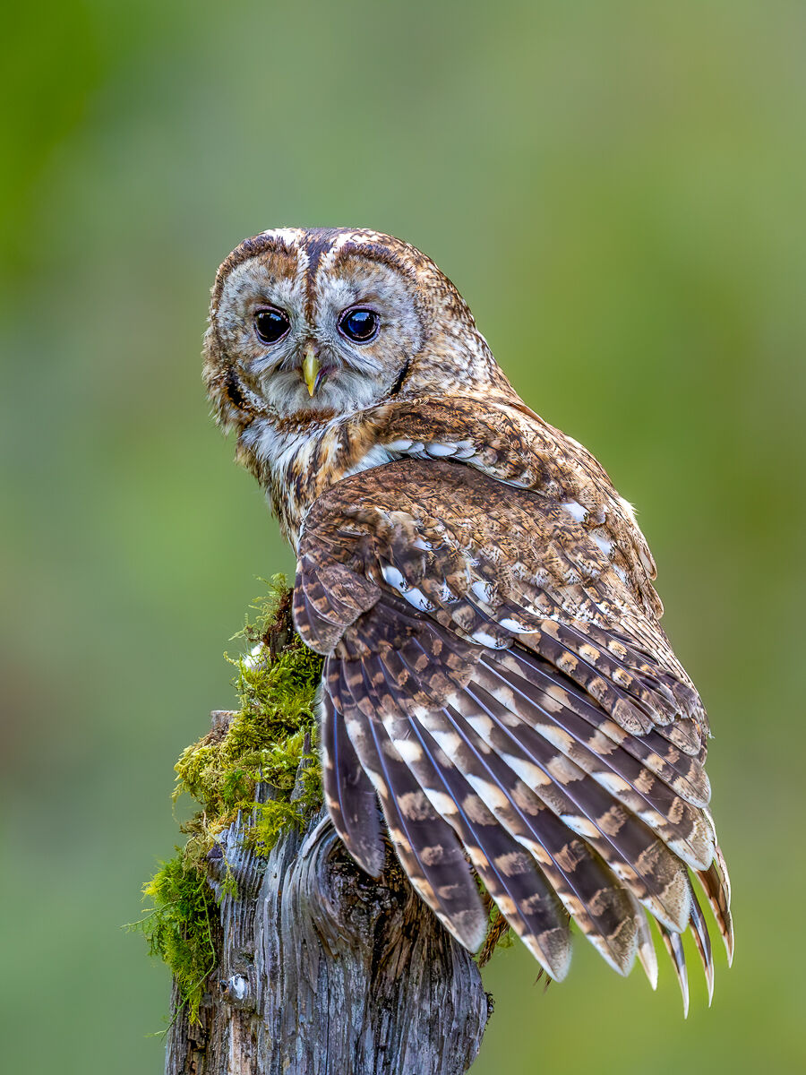 3rd - Tawny Owl - Haydn Bartlett