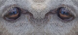 16 Points - Do Ewe See Eye To Eye - Phil Watson