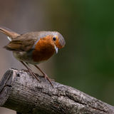 Score 18 ( Commended ) - "Here's Looking At You Kid" - Iain Dickinson