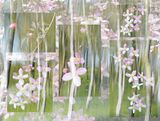 16 Points - Clematis - Helen Smith